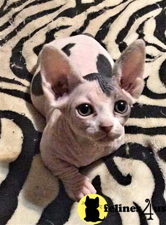 Barenakedsphynx Picture 3